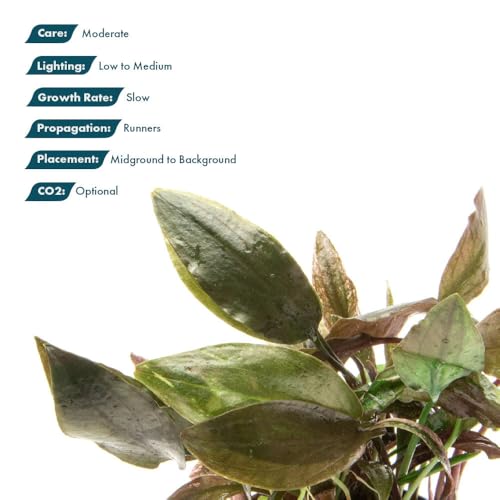 SubstrateSource Live Plants - Cryptocoryne Blassii (Cryptocoryne blassii) - Low to Medium Light, Bronze-Green Accent for Midground to Background Freshwater Aquarium Aquascaping - Pot - color: Blassii, size: Pot