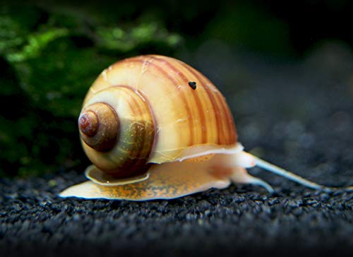 Aquatic Arts 5 Live Albino Mystery Snails | Freshwater Aquarium Scrapers/Real Living Nano Fish Tank Pet | Glass Clearing Snail Decorations - size: 5-SNAILS