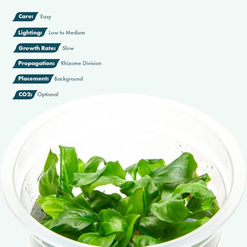 SubstrateSource Live Plant - Giant Anubias - Background Rhizome with Dark Green Leaves, Snail-Free in Vitro Aquarium Plant - Tissue Culture - color: Anubias Barteri Gigantea