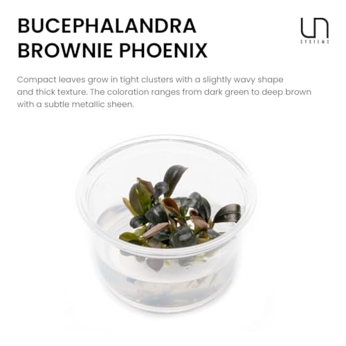 Ultum Nature Systems Live Tissue Culture - Bucephalandra Brownie Phoenix - Easy, Low-Med Light - Dark Green, Red, Purple Accent - Foreground to Midground - 100% Snail Free Grown in-Vitro - Small Cup - color: Bucephalandra Brownie Phoenix - Small