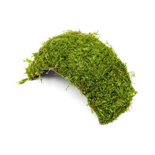 SubstrateSource Live Planted Decor - Christmas Moss (Vesicularia montagnei) on Coconut Shell Bridge - Low Light, Green Freshwater Aquatic Plant, Foreground Aquarium Placement for Aquascaping - 1 Pack - color: Christmas Moss on Bridge, size: Bridge