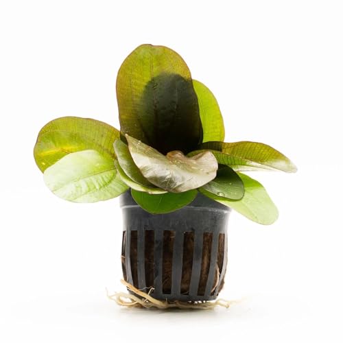 SubstrateSource Echinodorus Reni Sword Live Plant for Freshwater Aquariums, Natural Fish Tank Decorations, and Aquatic Decor (1 Pot (2-3 Plants)) - color: Ech. Reni, size: 1 Pot