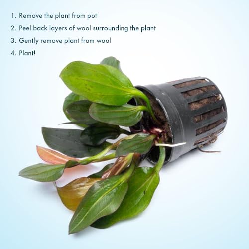 SubstrateSource Live Plants - Echinodorus ‘Red Phoenix’ (Echinodorus sp.) - Medium to High Light, Red Green, Midground to Background Placement, Freshwater Aquascaping Aquatic Plant - Pot - color: Ech. Red Phoenix, size: 1 Pot