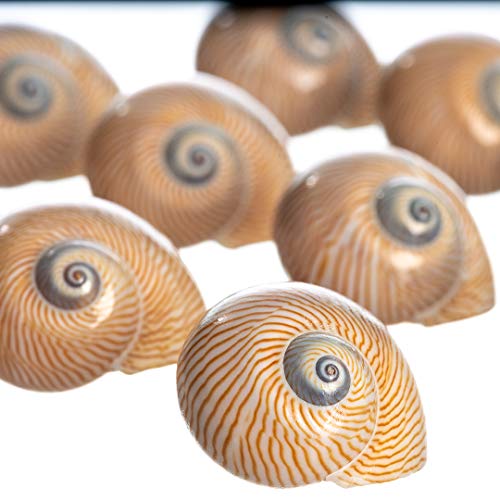 Hermit Crab Shells | Turbo Shells | 12 Natica Lineata Shells 3/4"- 1.5" | Hermit Crab House for Décor | Plus Free Nautical eBook by Joseph Rains