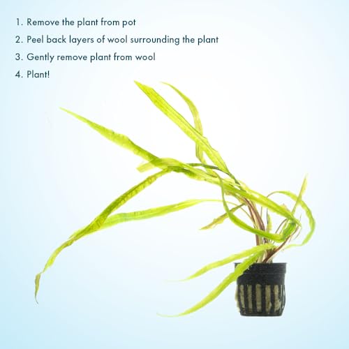 SubstrateSource Cryptocoryne Live Aquarium Plants - Freshwater Plant for Aquariums, Planted Fish Tanks - Beginner Friendly (Balansae, 5 Pots (20-25 Plants)) - color: Balansae, size: 5 Pots