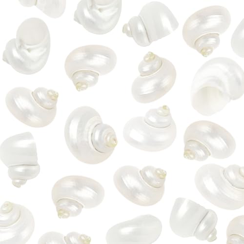 SUNNYCLUE 1 Box 20Pcs Spiral Sea Shells Natural White Shells No Hole Spiral Turbo Hermit Crab Seashells for Crafts Vase Fillers Fish Tank Beach Theme Party Wedding Aquarium Decor Jewelry Making