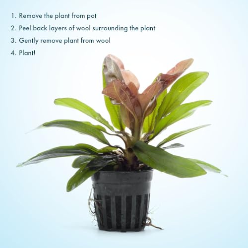 SubstrateSource Live Plants - Echinodorus ‘Red Rubin’ (Echinodorus sp.) - Medium to High Light, Red Green, Midground to Background, Freshwater Aquascaping Aquatic Plant - Pot - color: Ech. Red Rubin, size: 1 Pot