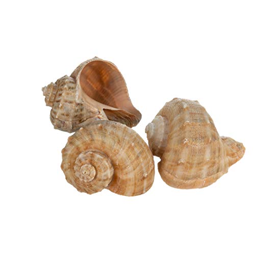 Hermit Crab Shells | Shells for Hermit Crabs | 3 Rapana Shells 2"-3" | Opening Size Approx. 1.75"-2" | Hermit Crab House for Décor | Plus Free Nautical eBook by Joseph Rains - color: 3 Rapana