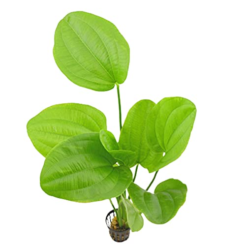 Radican Sword (Echinodorus Cordifolius) - Live Aquarium Plant - Freshwater - Medium Light - size: Potted (2 Inch Pot)