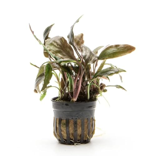 SubstrateSource Live Plants - Cryptocoryne Blassii (Cryptocoryne blassii) - Low to Medium Light, Bronze-Green Accent for Midground to Background Freshwater Aquarium Aquascaping - Pot - color: Blassii, size: Pot