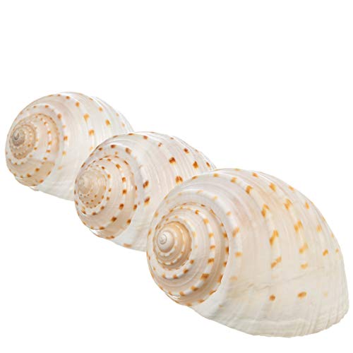 Hermit Crab Shells | Shells for Hermit Crabs | 3 Spotted Tonna Shells 2"-2.5" | Opening Size Approx. 1.75"-2" | Hermit Crab House for Décor | Plus Free Nautical eBook by Joseph Rains - color: 3 Spotted Tonna 2-2.5"