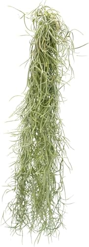ragnaroc Tillandsia Usneoides ‘Thick-Colombian Spanish Moss’ - ragnaroc Indoor Tropical Plant 16” / 1 oz - Live Arrival Guaranteed - Live Air Plant & House Plants for Home Decor & Gift - size: 1 Oz