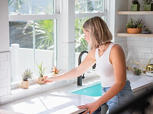 Stunning Flat Bottom Globe Plant Terrarium Kit - Small Assorted Air Plant and Black Stones in Propagation Jar - Home and Garden Decor Plants Pot - Easy Care Indoor and Outdoor Plants Vase - size: Black Stones, 1 Plant, No Moss