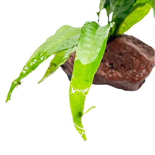 Java Fern On Driftwood Live Aquarium Plant Tropical Freshwater Decorations