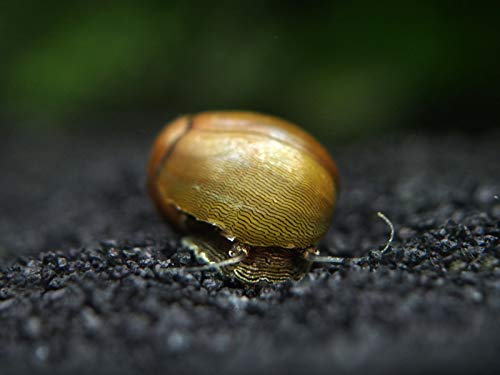 Aquatic Arts 10 Tiger Eye/Olive Nerite Snails | Mini Aquarium Snail | Betta Safe Glass Clearer | Nano Tank Accessories - size: 10-SNAILS
