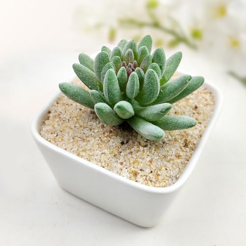 FANTIAN 5 lbs Aquarium Silica Sand. 0.4-0.8 mm Mini Gravel Substrate for Fish Tank, Plants Potted, Fire Pits, Candle, Vase Filler and Crafts - color: Beige, size: 5 LB
