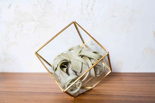 Air Plant Shop Heptahedron Geometric Glass Terrariums - Set of 2 Air Plants Holder-Tillandsia Red Abdita, Ionantha and Small Xerographica-Home and Garden Decor-Easy Care Indoor and Outdoor Plants