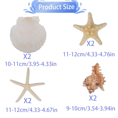 8PCS Large Starfish & Seashells for Crafts – Mixed Hawaiian Scallop Shells, Sea Conch & Starfish, Beach Theme Party Decor Fish Tank Ornaments Painting DIY Wedding Home Decor