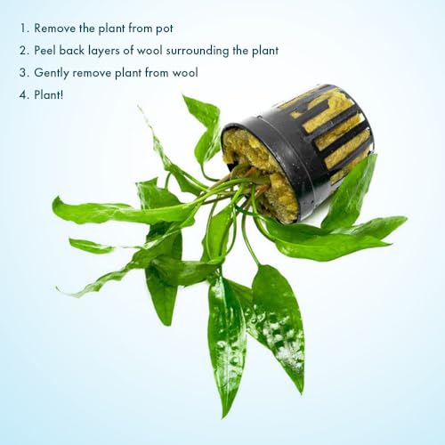SubstrateSource Cryptocoryne Live Aquarium Plants - Freshwater Plant for Aquariums, Planted Fish Tanks - Beginner Friendly (Usteriana Green, 3 Pots (15-20 Plants)) - color: Usteriana Green, size: 3 Pots