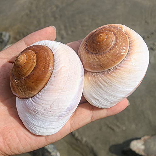 4 Pack Large Hermit Crab Shells, Muffin Snail, Turbo, Giant Land Snail | Hermit Crab House for Fish Tank Aquarium Decoration, Beach Home Decor, Wedding Centerpieces, 2.75"-3"