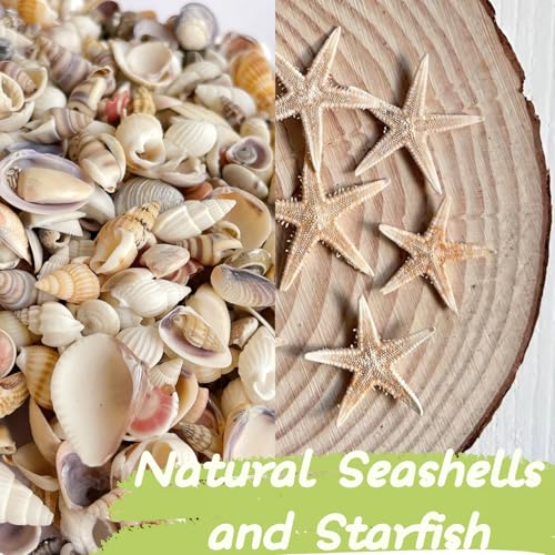1200 PCS Tiny Sea Shells &10 Small Starfish - Mixed Ocean Beach Spiral Seashells for Fish Tank and Vase Filler, Beach Theme Party, Wedding Decor - DIY Craft Supplies
