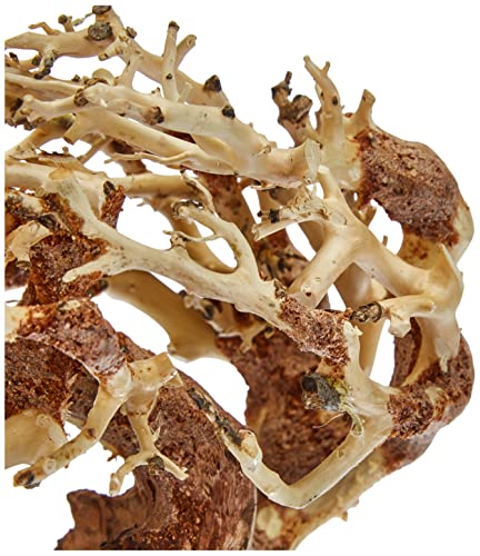 Amtra - Oriental Wind 3 Wood, Handmade, for Aquarium, 23X10X17 CM - color: 3 Small, size: 21 g