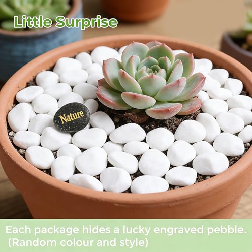 SIDONG 20 LB White River Rocks, 0.4-1.2 Inches Matte Pebbles for Indoor Plants, Aquarium Rocks Used in Fish Tank, Decorative Stones for Plants, Vases, Home Décor, Crafting, Garden Landscaping - color: White, size: 20 lbs,0.4-1.2inch