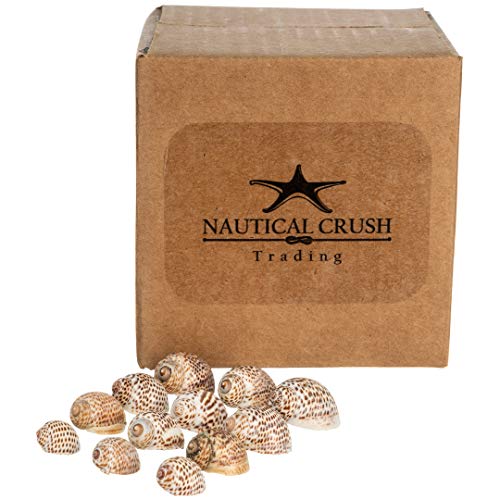 Hermit Crab Shells | Turbo Shells | 12 Natica Tigrina Turbo Shells 1/2"- 1.5" | Hermit Crab House for Décor | Plus Free Nautical eBook by Joseph Rains