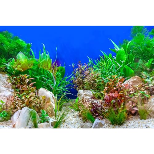 Aquarium Background Green Aquatic Plant Stone River Bed Fish Tank Background Underwater Grass Leaves Pebbles Terrarium Background Perfect Fish Tank Wallpaper Poster Decors 30x12in - color: Blue Green, size: 30(W)x12(H)inches/ 75(W)*30cm(H)