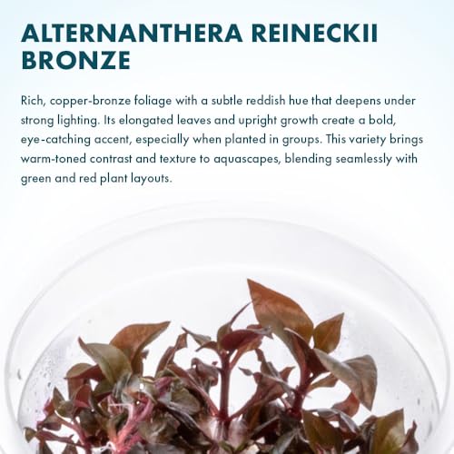 SubstrateSource Live Plant - Alternanthera Reineckii Bronze Tissue Culture Aquatic Live Aquarium Plant - 100% Snail Free in Vitro Cup (AR Bronze) - color: Alternanthera Reineckii Bronze