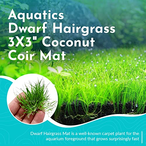 Dwarf Hairgrass Eleocharis - Freshwater - Medium-High Light
