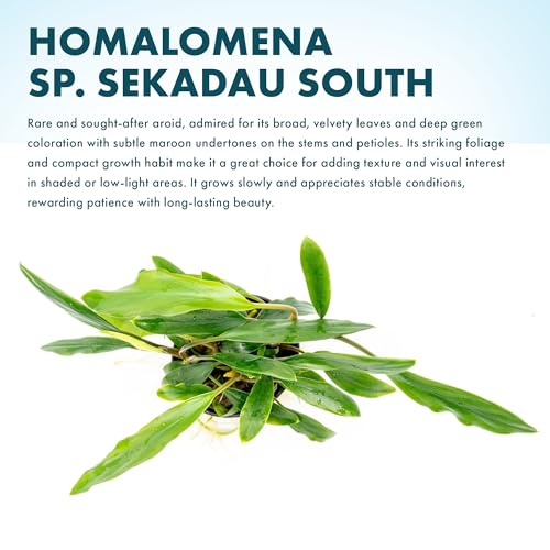 SubstrateSource Live Jungle Plant - Homalomena sp. 'Sekadau South' - Easy Care, Low to Medium Light, Green Accent, Freshwater Terrestrial Plant for Paludariums and Ripariums - Pot - color: Homalomena Sp. Sekadau South, size: Pot