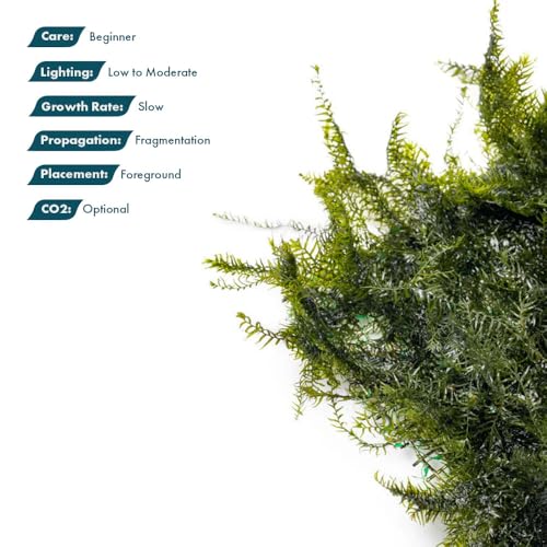 SubstrateSource Live Aquarium Plants on Driftwood, Lava Rock, Moss, Fiber Mat - Freshwater Fish Tanks - Easy, Beginner Friendly (Fissidens Fontanus on Stainless Steel, (1 Pack)) - color: Fissidens Fontanus - Stainless Steel, size: 1 Pack