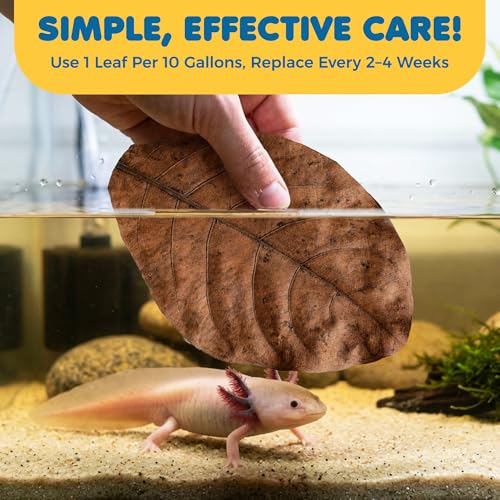 SunGrow 10 Pack Axolotl Indian Almond Leaves for Aquarium, 8-Inches, Catappa Leaf Soothes Pet’s Slime Skin, Aquarium Water Conditioner Leaves Improves Tank Water Quality, Speeds Up Recovery Process - style: Large (8")