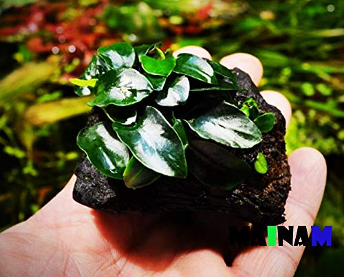 (1 Pack) Anubias Nana Petite on Nano Driftwood Freshwater Live Aquarium Plants Decorations by Mainam