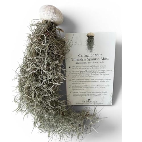 Jellyfish Spanish Moss Live Hanging Air Plant Ornament in Sea Urchin Shell (Small Purple Urchin) - size: Small Purple Urchin