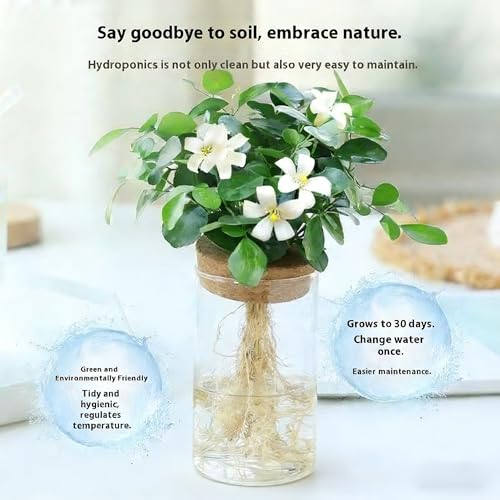 Borosilicate Glass Hydroponic Planter With Natural Wooden Lid Clear Cylinder Vase Transparent Root Viewing Suitable For Desktop Display Water Growing Plants Small Aquarium Use Or Minimalist Home Decor