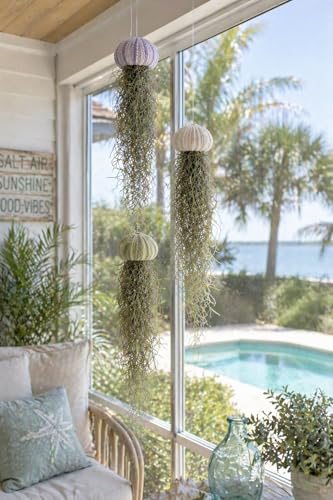Jellyfish Spanish Moss Air Plant - Live Plant - Hanging Sea Urchin (Set of 3 Small Urchins) - size: Set of 3 Small Urchins