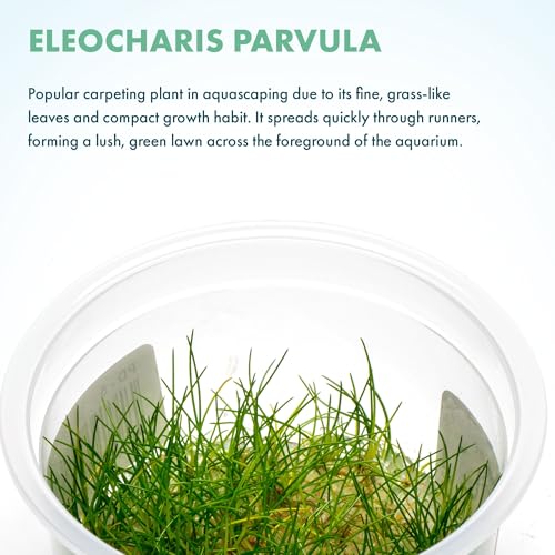 SubstrateSource Live Aquarium Plant - Eleocharis parvula - Snail Free in-Vitro Easy Care Freshwater Aquatic Plants for Aquascaping, Med - High Light, Fast Growth - Tissue Culture - color: Eleocharis parvula