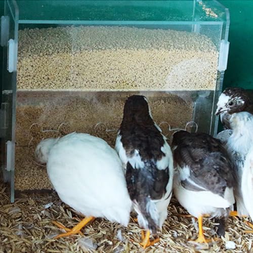 Acrylic Three Hole Two Layers Automatic Filling Transparent Feeder Box for Button Quail