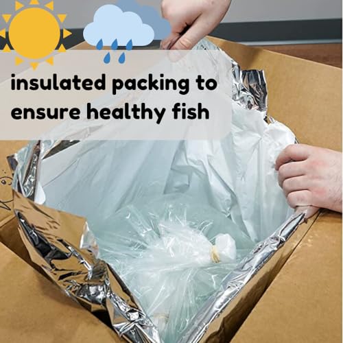 Black Belt Cichlid 1,5" Juveniles (2 Fish Pack) - Live Fish for Aquarium Exotic Freshwater Live Fish, Live Aquarium Fish, Live Fish