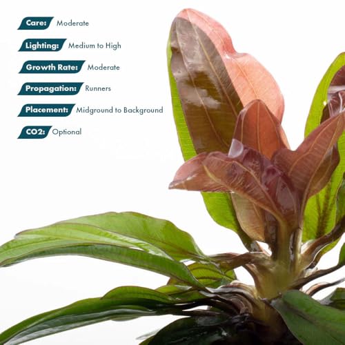 SubstrateSource Live Plants - Echinodorus Red Rubin (Echinodorus ‘Red Rubin’) - Medium to High Light, Red-Green Accent, Midground to Background Placement - Rosette Growth - Pot, 3 Pack - color: Ech. Red Rubin, size: 3 Pots
