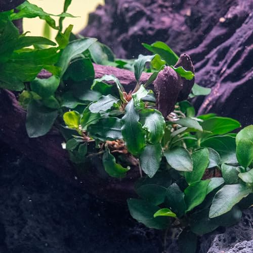 SubstrateSource Live Aquarium Plant - Bucephalandra sp. Green Wavy - Snail Free in-Vitro Easy Care Freshwater Aquatic Plants for Aquascaping, Low Light, Slow Growth - Tissue Culture - color: Bucephalandra sp. Green Wavy