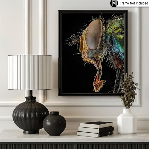 Monem Art Green Bottle Fly Print - Lucilia Sericata Poster - Animal Photography Wall Decor - Great Office, Living Room or Office Decor - 12x16 Unframed Wall Art by Andi Halil - color: Style-07, size: 12"L x 16"W