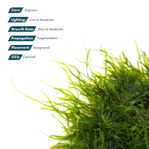 SubstrateSource Live Aquarium Plants on Driftwood, Lava Rock, Moss, Fiber Mat - Freshwater Fish Tanks - Easy, Beginner Friendly (Spiky Moss on Stainless Steel) - color: Spiky - Stainless Steel, size: 1 Pack