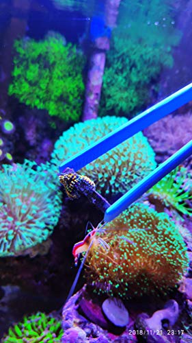 Aquarium Choice Coral Feeder Syringe - 11.8 Inch Reef Tweezers, Never Rusts, Fish Excreta Cleaner