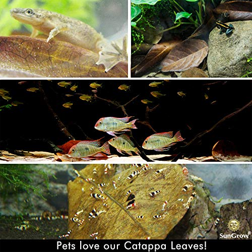 SunGrow Catappa Indian Almond Leaves, 7-8 Inches,10 Catappa Leaves for Betta Fish, Aquarium Water Conditioner, Tank Decoration, Freshwater Tank Accessories, Betta Fish Care, Aquatic Leaf Litter