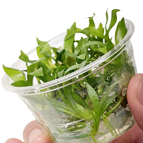 Helanthium Tenellus Green Tissue Culture Live Aquarium Plant Tropical Freshwater Decorations BUY2GET1FREE