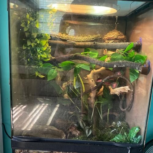 Branch Supports with Suction Cup for Gecko,Frog,Amphibian Lizard Snake Jumping Spider Climbing, Black Branch Holder for Reptile Terrarium Tank