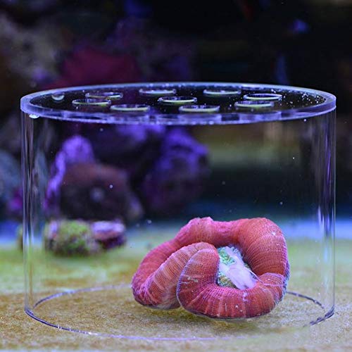 Transparent Coral Feeding Breeding Protection Cover, Acrylic Transparent Coral Feeder Cover Anti-Feeding Shrimp for Aquarium Fish Tank (150mm)